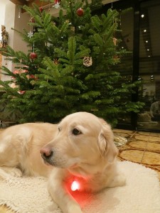 Ronja Weihnachten 2013