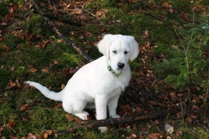 Bella im Wald