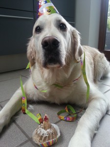 Happy Birthday an alle Schmeddings aus dem S-Wurf vom 04.05.2009, die heute ihren 5. Geburtstag feiern :)