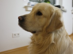Lasse