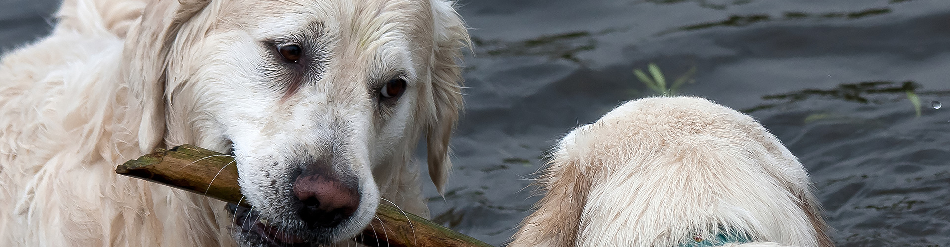 Schmeddings Golden Retriever