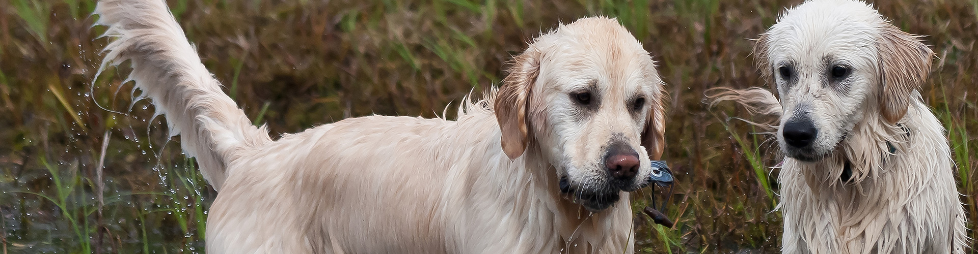 Schmeddings Golden Retriever