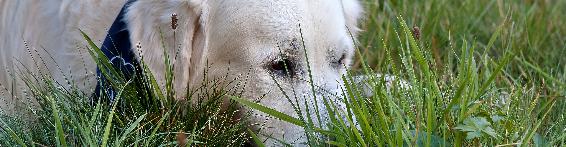 Schmeddings Golden Retriever